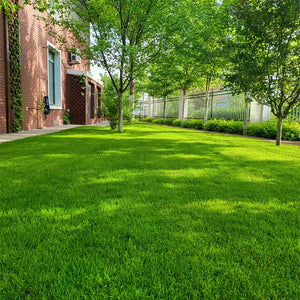 🌱2026 Evergreen Dwarf Grass Seed | For Four Seasons