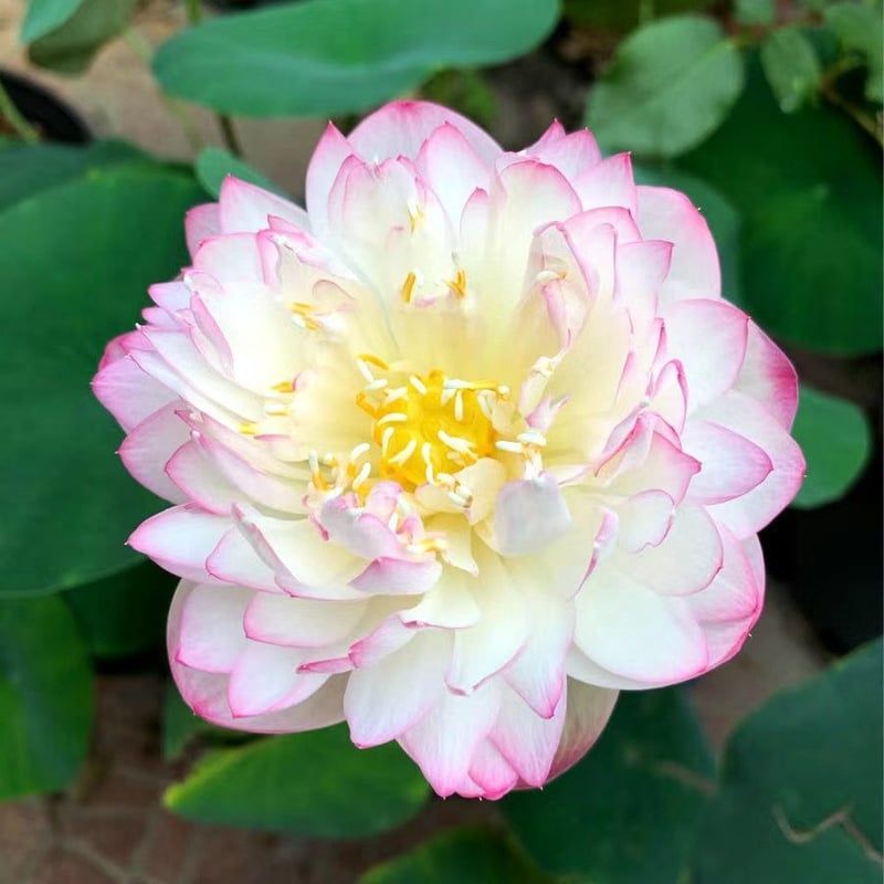 LotusBloom – Sacred Bonsai Bowl Seeds