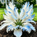 Blue White
