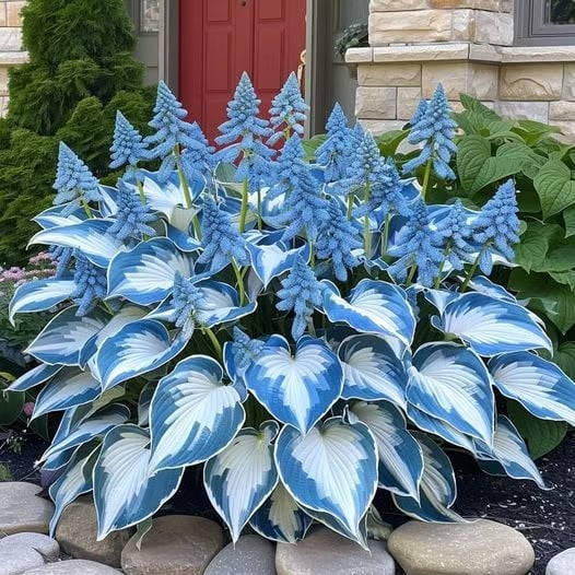 CalmBloom - Perennial Hosta Seeds for Soothing Green Corners