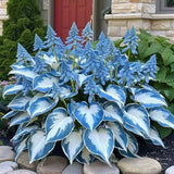 CalmBloom - Perennial Hosta Seeds for Soothing Green Corners