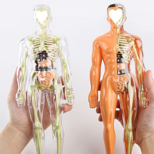 AnatoGenius - Human Body Construction Toy