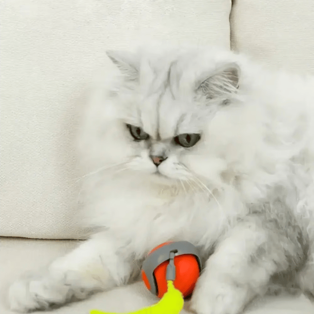 SwiftPaw | Teasing Tail Ball