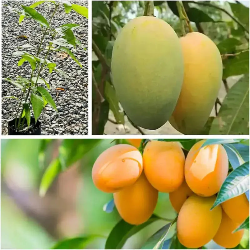 Mango Majesty – Tropical Grow Kit