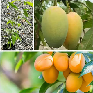 Mango Majesty – Tropical Grow Kit