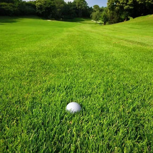 EverLush - All Season Dwarf Grass Seed