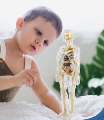 AnatoGenius - Human Body Construction Toy