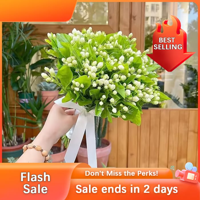 BlossAura – Fragrant Jasmine Potted Charm