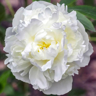 🌸 Rare Climbing Peony Bulbs🪴Big Full Blooms, Cold Hardy Perennial, Easy to Grow Garden Favorite