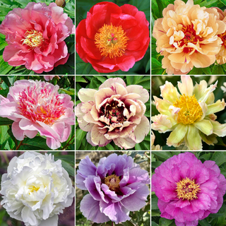 🌸 Rare Climbing Peony Bulbs🪴Big Full Blooms, Cold Hardy Perennial, Easy to Grow Garden Favorite