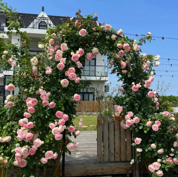 BloomHaven – Majestic Climbing Rose Seeds