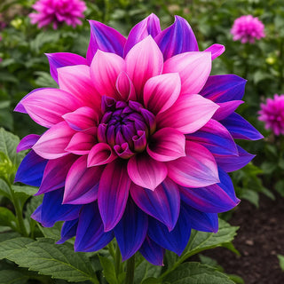 PetalCrown – Rare Double Bloom Dahlia Garden Flowers