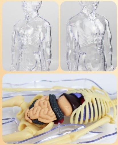 AnatoGenius - Human Body Construction Toy