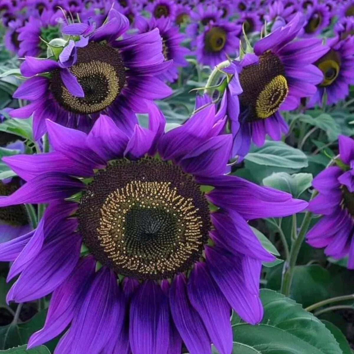 RoyalBloom - Purple Giant Sunflower Seeds