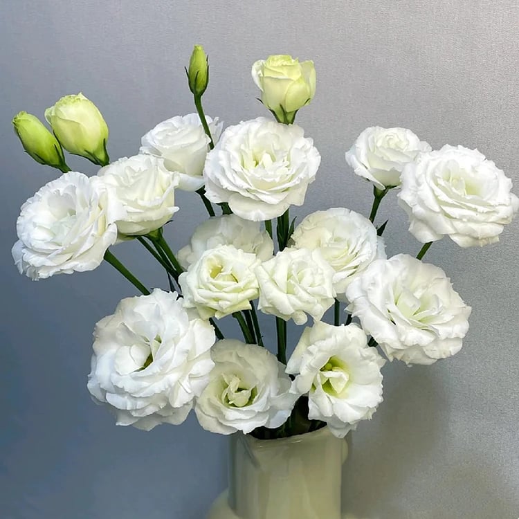 FloraDelight - Thornless Roses in Pink, Blue & Purple
