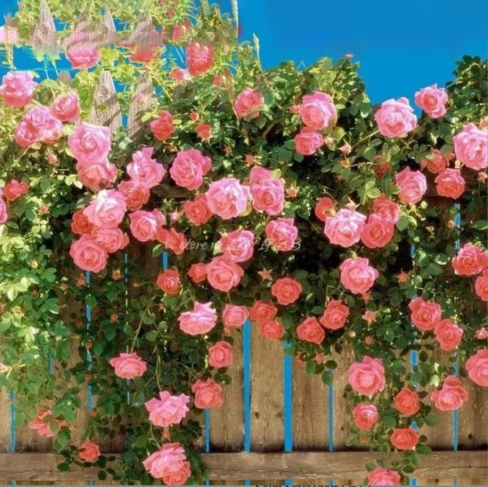 BloomHaven – Majestic Climbing Rose Seeds