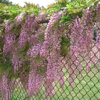 EndlessBloom – Cascading Garden Elegance