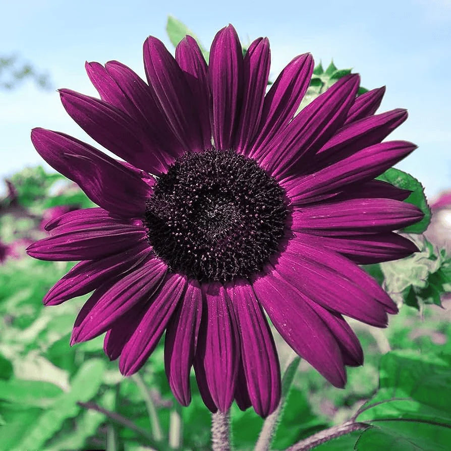RoyalBloom - Purple Giant Sunflower Seeds