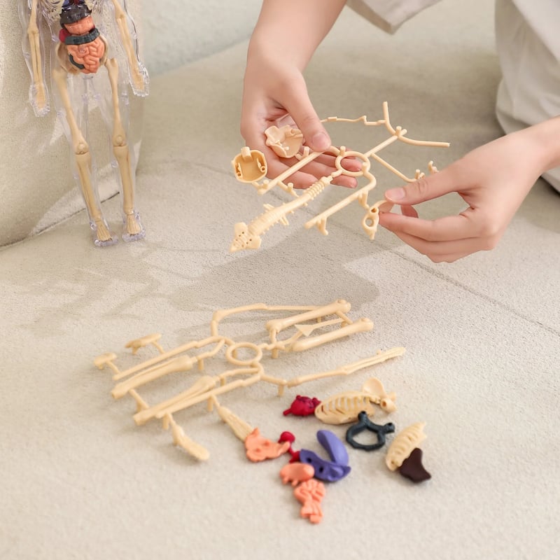 AnatoView – 3D Clear Body Structure Model