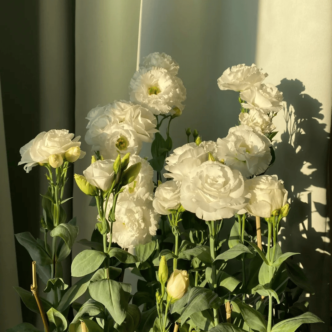PetalSerenity – Premium Lisianthus Seeds