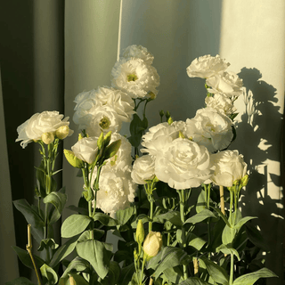 PetalSerenity – Premium Lisianthus Seeds