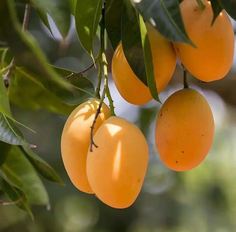 Mango Majesty – Tropical Grow Kit