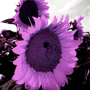 RoyalBloom - Purple Giant Sunflower Seeds