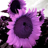 RoyalBloom - Purple Giant Sunflower Seeds