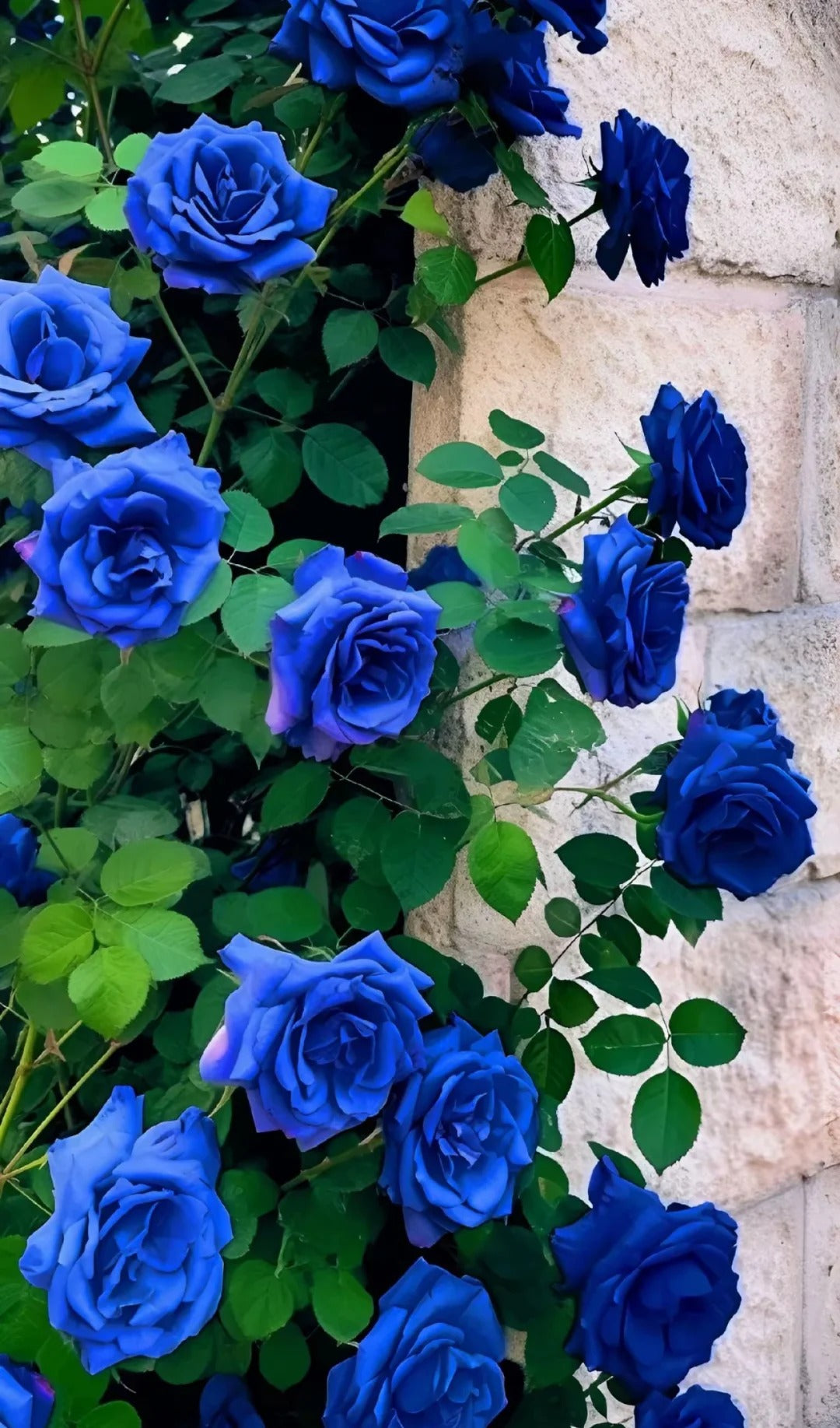 💙 BlueEnchantress – Classic Blue Rose Seeds for Mystical Garden Blooms