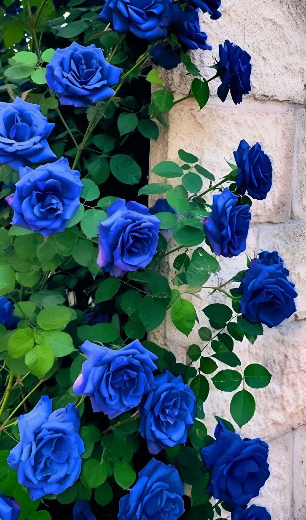 💙 BlueEnchantress – Classic Blue Rose Seeds for Mystical Garden Blooms