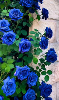 💙 BlueEnchantress – Classic Blue Rose Seeds for Mystical Garden Blooms