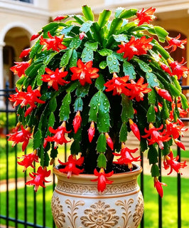🦀CactusBloom – Mix Colors Schlumbergera Bulbs, Easy-Care Blooms in Every Shade, Even in Winter ❄️🌈
