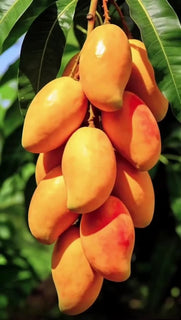 🌴 Silky-Sweet & Juicy Mango Tree Seeds – Tropical Flavor at Home 🌴