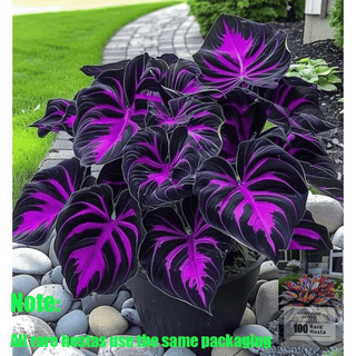 ShadeJewel – 🌿Garden Favorite Hosta Bulbs, Rare & Beautiful Perennial Plants🎁