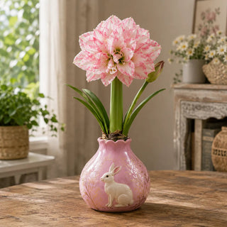 BloomWax – 🔥 No Soil! No Water! Just Blooms! 🌺 Waxed Double Amaryllis Bulbs