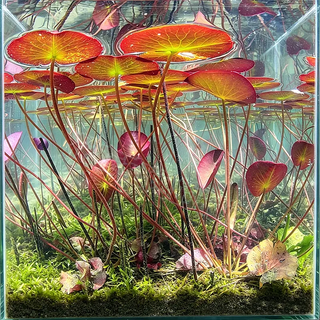 Hydroponic red lotus roots