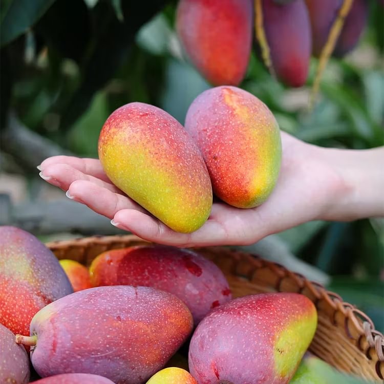 🌴 Silky-Sweet & Juicy Mango Tree Seeds – Tropical Flavor at Home 🌴