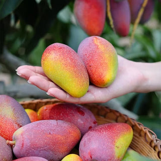 🌴 Silky-Sweet & Juicy Mango Tree Seeds – Tropical Flavor at Home 🌴
