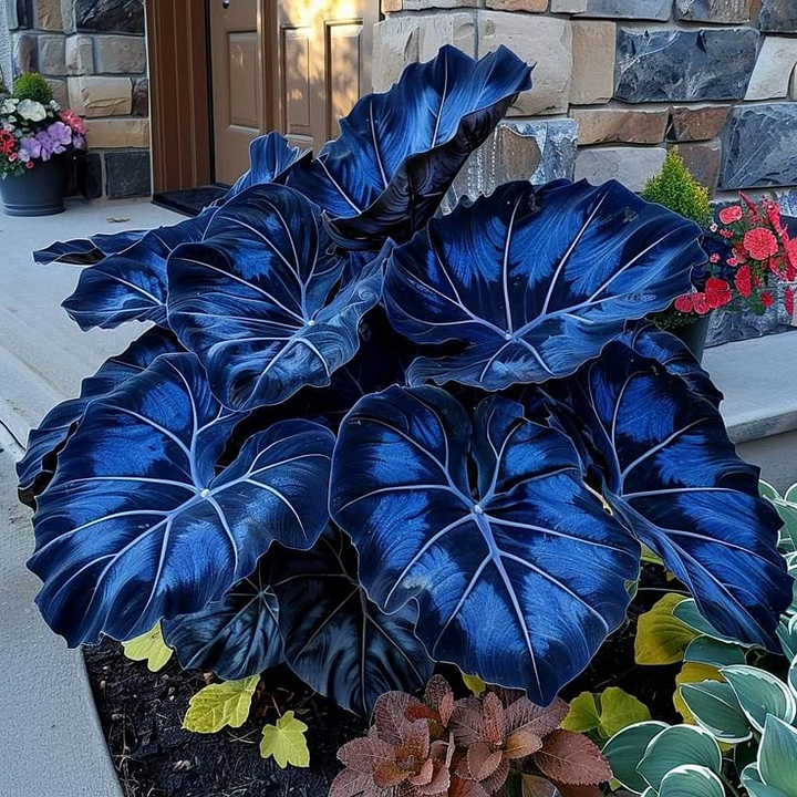 ShadeJewel – 🌿Garden Favorite Hosta Bulbs, Rare & Beautiful Perennial Plants🎁
