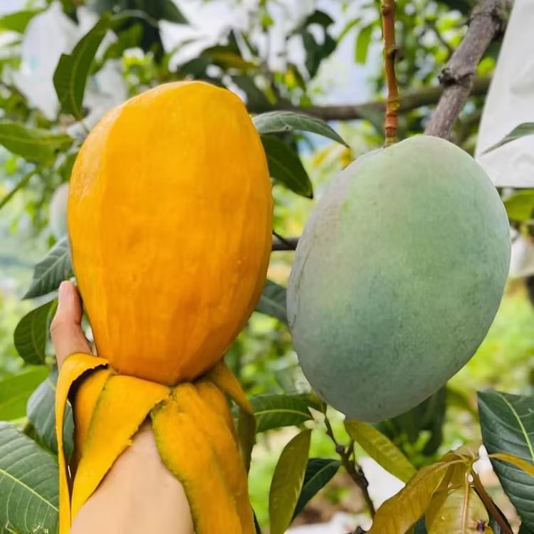 🌴 Silky-Sweet & Juicy Mango Tree Seeds – Tropical Flavor at Home 🌴