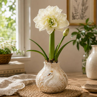 BloomWax – 🔥 No Soil! No Water! Just Blooms! 🌺 Waxed Double Amaryllis Bulbs