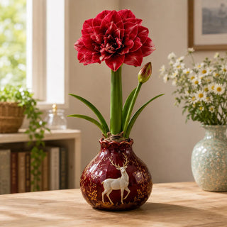 BloomWax – 🔥 No Soil! No Water! Just Blooms! 🌺 Waxed Double Amaryllis Bulbs