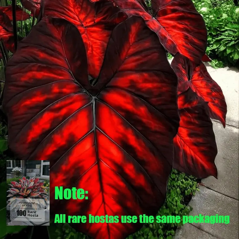 ShadeJewel – 🌿Garden Favorite Hosta Bulbs, Rare & Beautiful Perennial Plants🎁