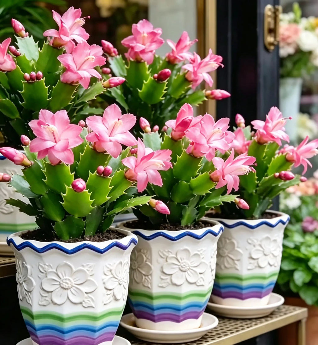 🦀CactusBloom – Mix Colors Schlumbergera Bulbs, Easy-Care Blooms in Every Shade, Even in Winter ❄️🌈