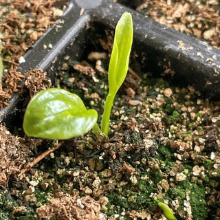 ShadeJewel – 🌿Garden Favorite Hosta Bulbs, Rare & Beautiful Perennial Plants🎁