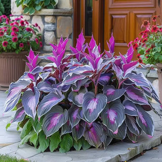 🔥Premium Rare Hosta Seeds🌿Shade-Tolerant Plant
