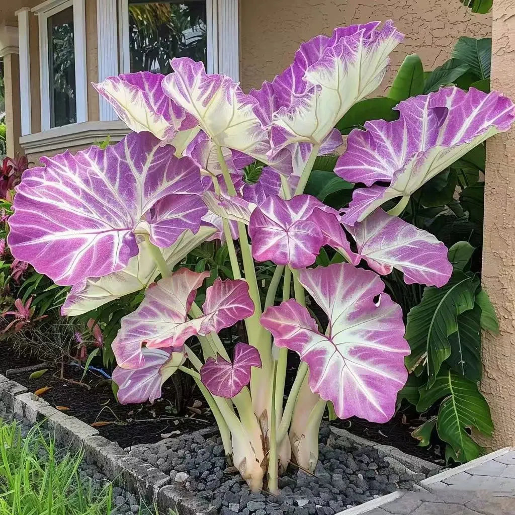 ShadeJewel – 🌿Garden Favorite Hosta Bulbs, Rare & Beautiful Perennial Plants🎁