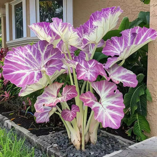 ShadeJewel – 🌿Garden Favorite Hosta Bulbs, Rare & Beautiful Perennial Plants🎁