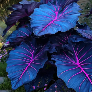 ShadeJewel – 🌿Garden Favorite Hosta Bulbs, Rare & Beautiful Perennial Plants🎁
