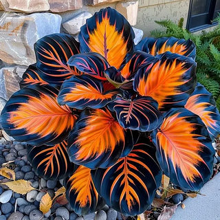 ShadeJewel – 🌿Garden Favorite Hosta Bulbs, Rare & Beautiful Perennial Plants🎁